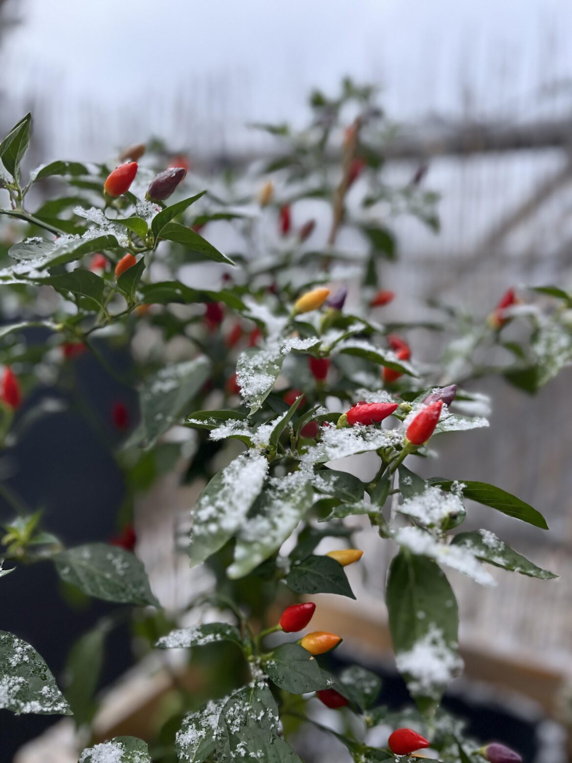 First Snow of the Season 🌶️❄️