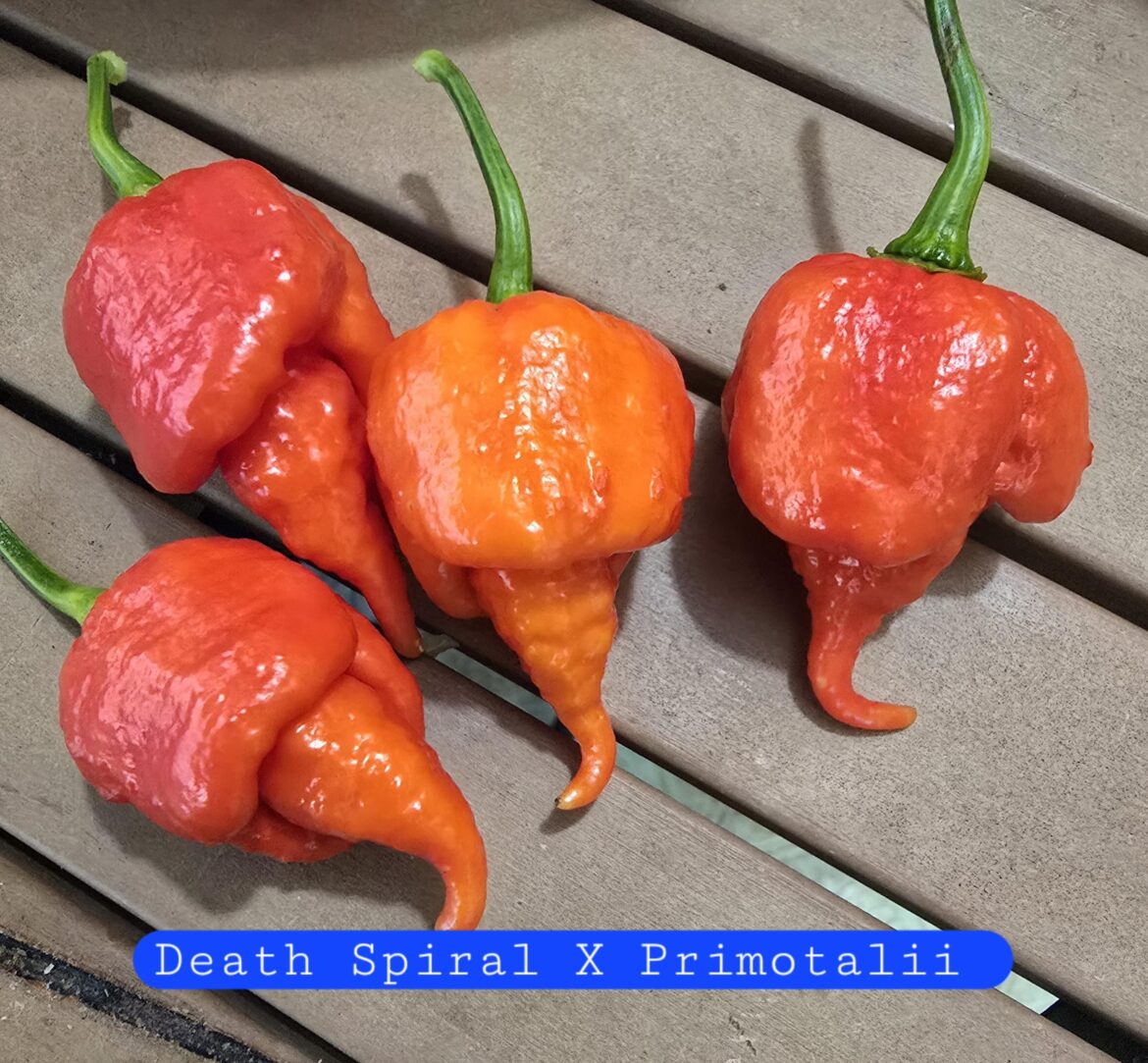 My favorite pepper of this season