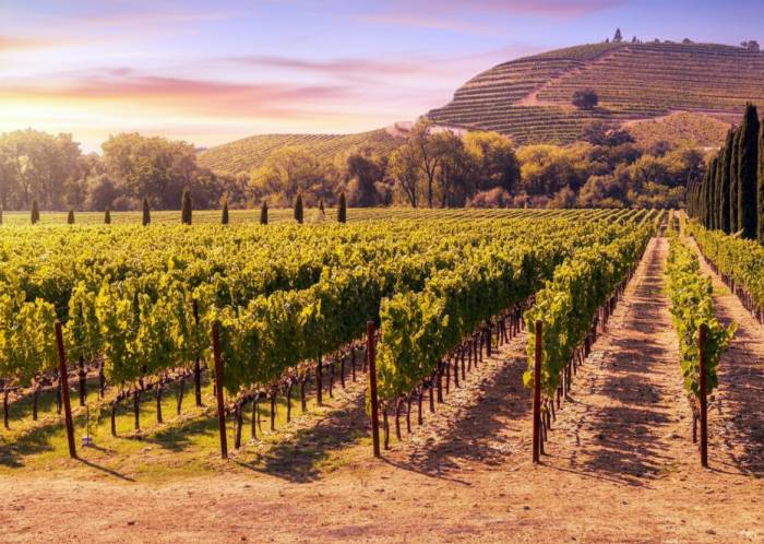 French Investment in Napa Valley Surges as Bordeaux Influence Shapes $1 Billion California Wine Market