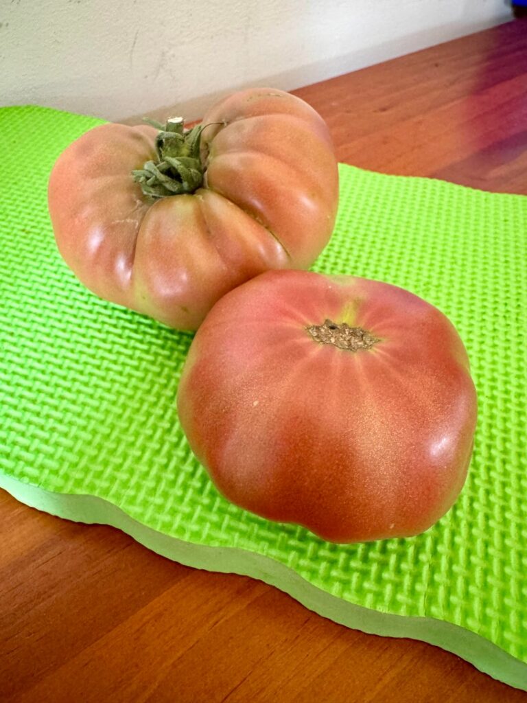 First sliver of the season goes to Rosella Purple