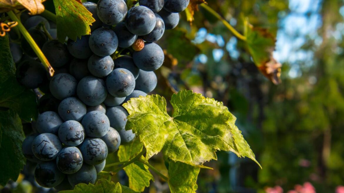 Banned grapes said to cause blindness may return to French vineyards