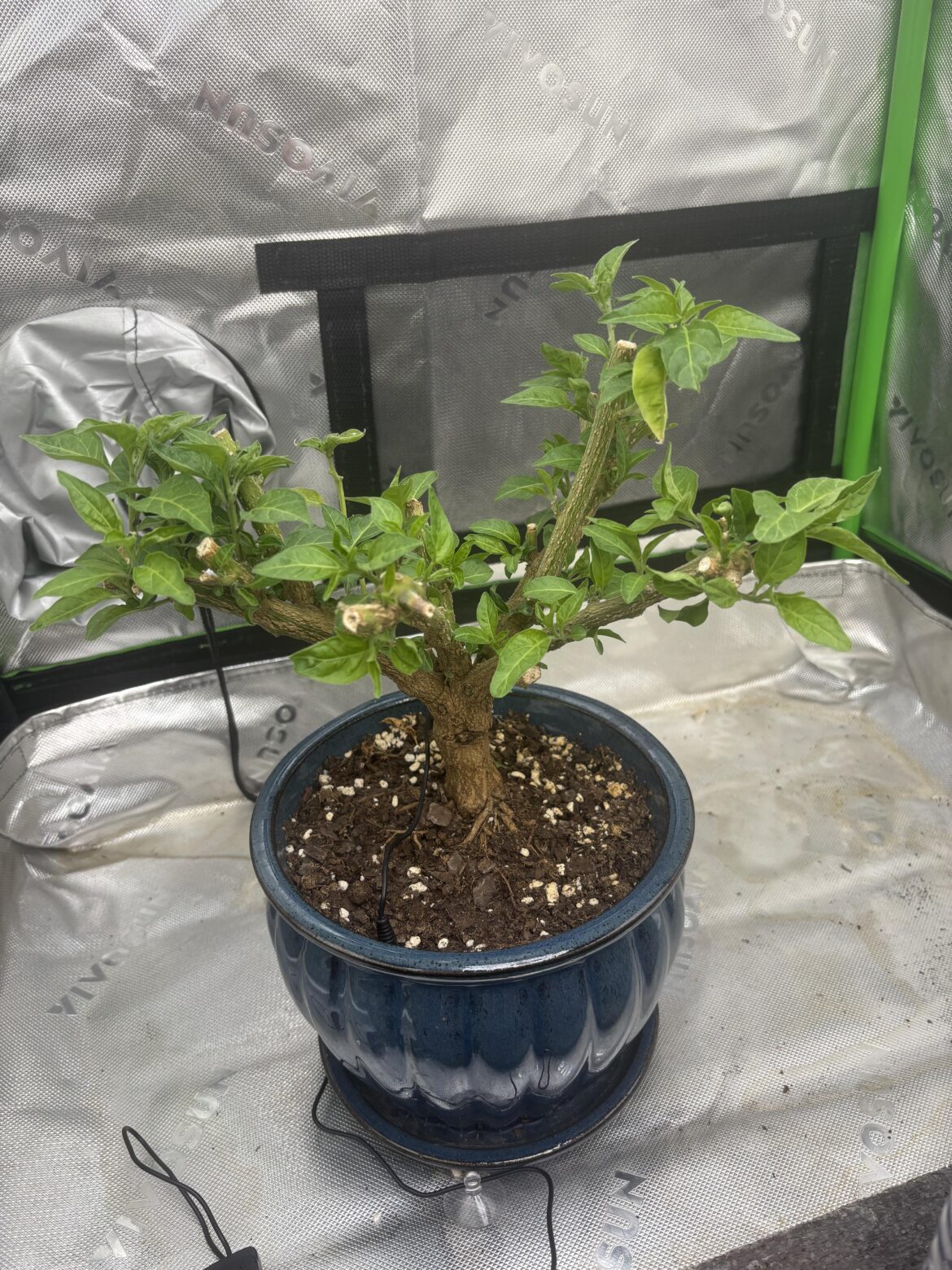 Two weeks after cutting back