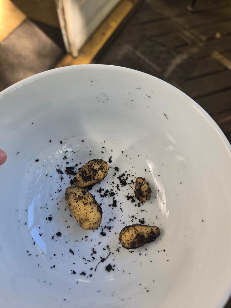 What did I do wrong?