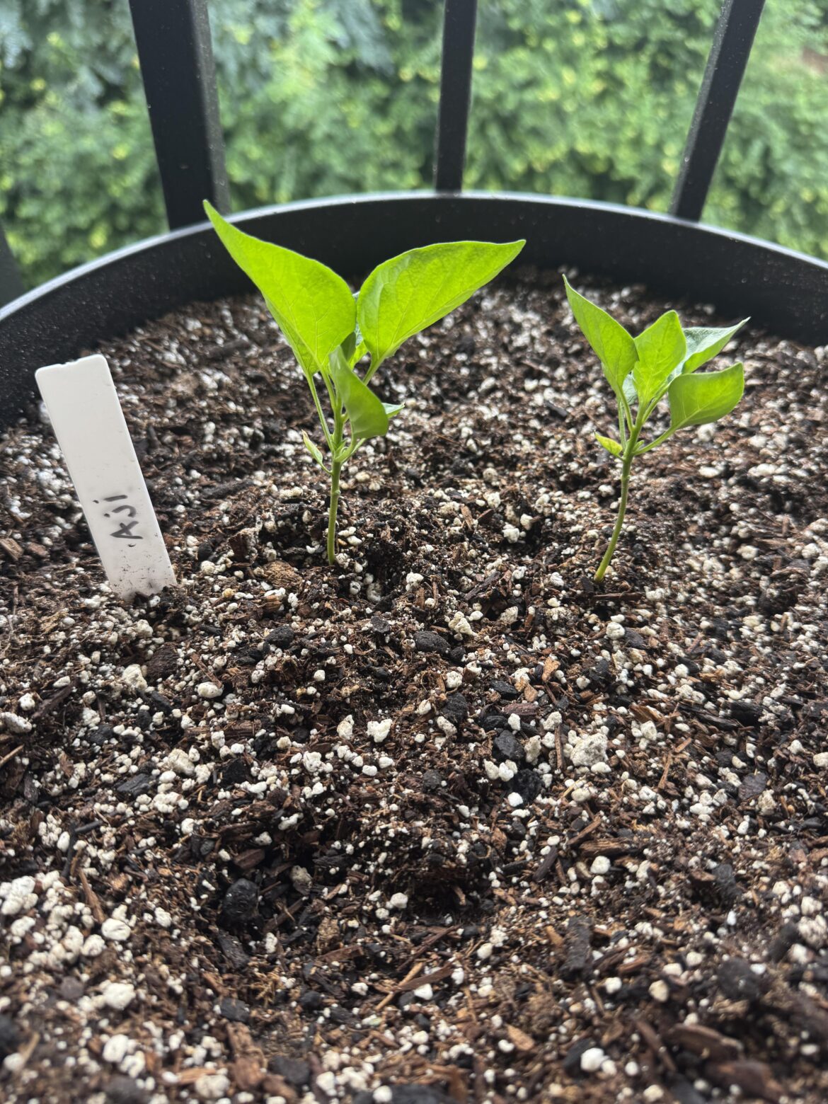 Should I separate these Aji’s?