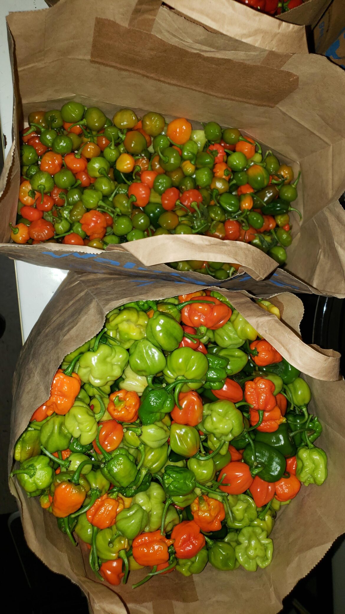 My last harvest... almost made it to Halloween!