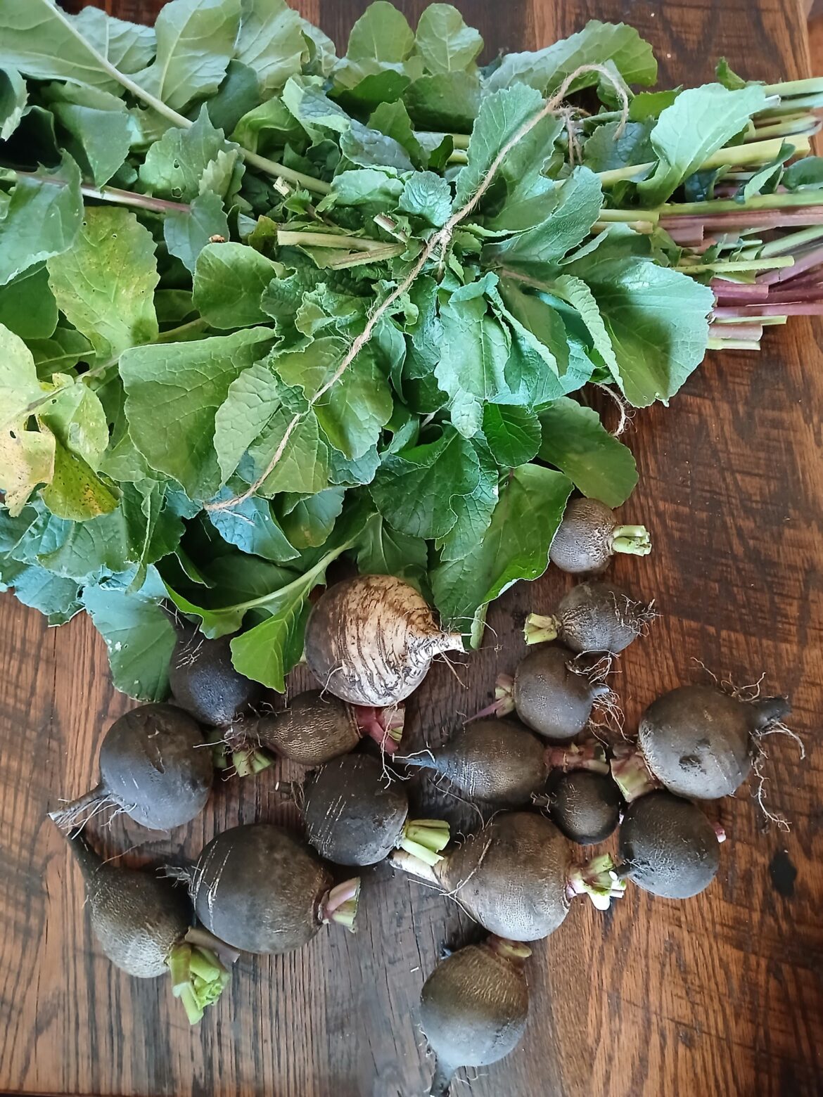 Pulled my Spanish black radishes yesterday!