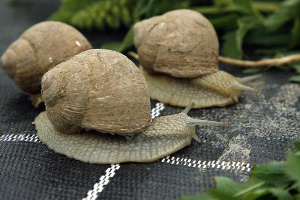 Thieves steal 90,000 Euros of snails meant for Michelin starred restaurants in France Thieves steal 90,000 Euros of snails meant for Michelin starred restaurants in France
