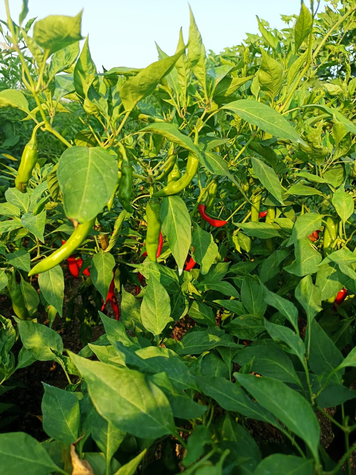 Red chilli eagerly waiting 🌶️