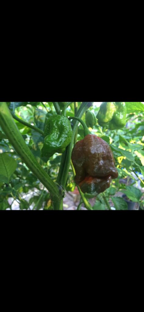 Favorite Pepper for 2026?