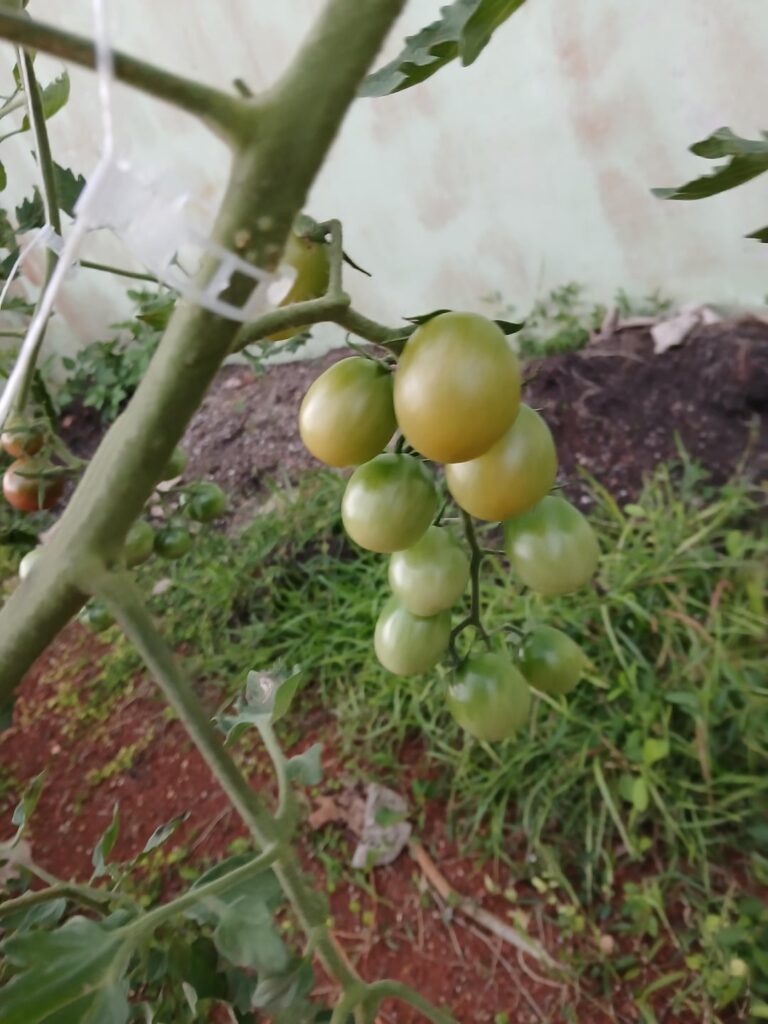 Sungreen cherry tomatoes