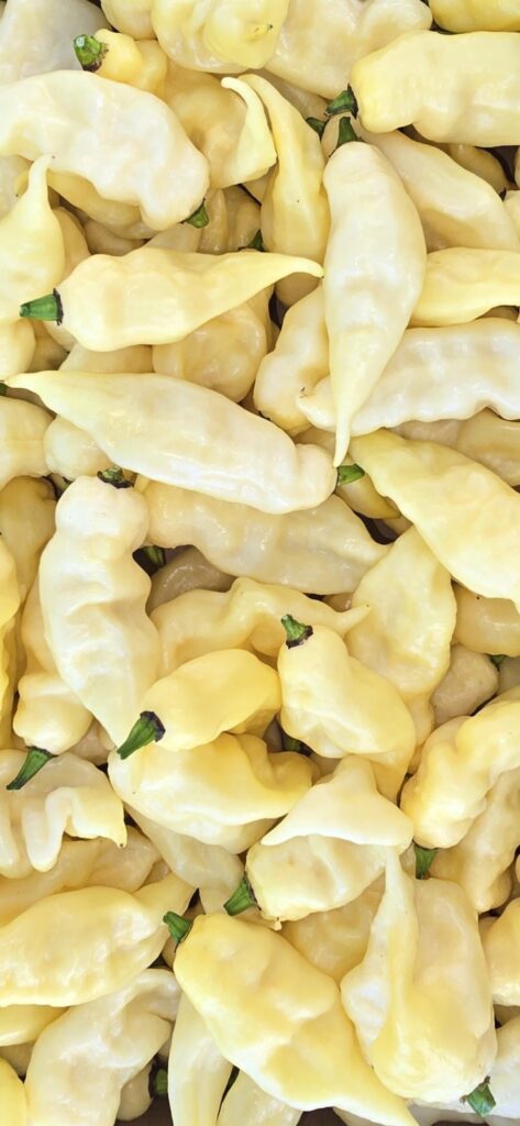 White Ghost Peppers