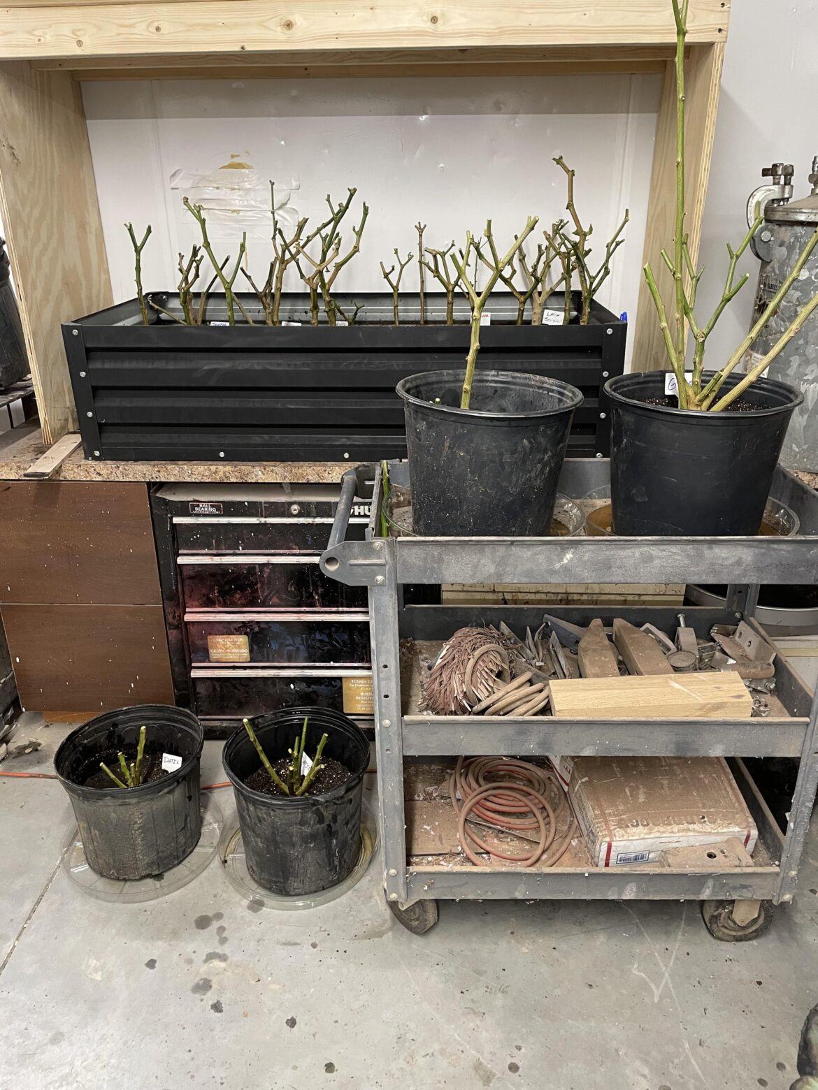 Winterizing my 🔥🔥pepper plants.