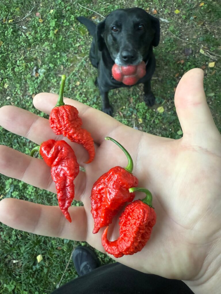 First year growing!🔥