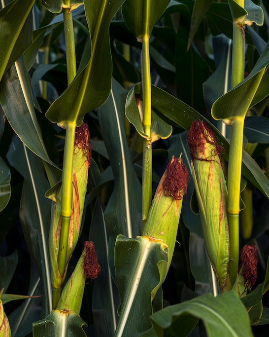 Corn cobs at the Emory Farm on August 4th, 2022 in Queenstown Maryland