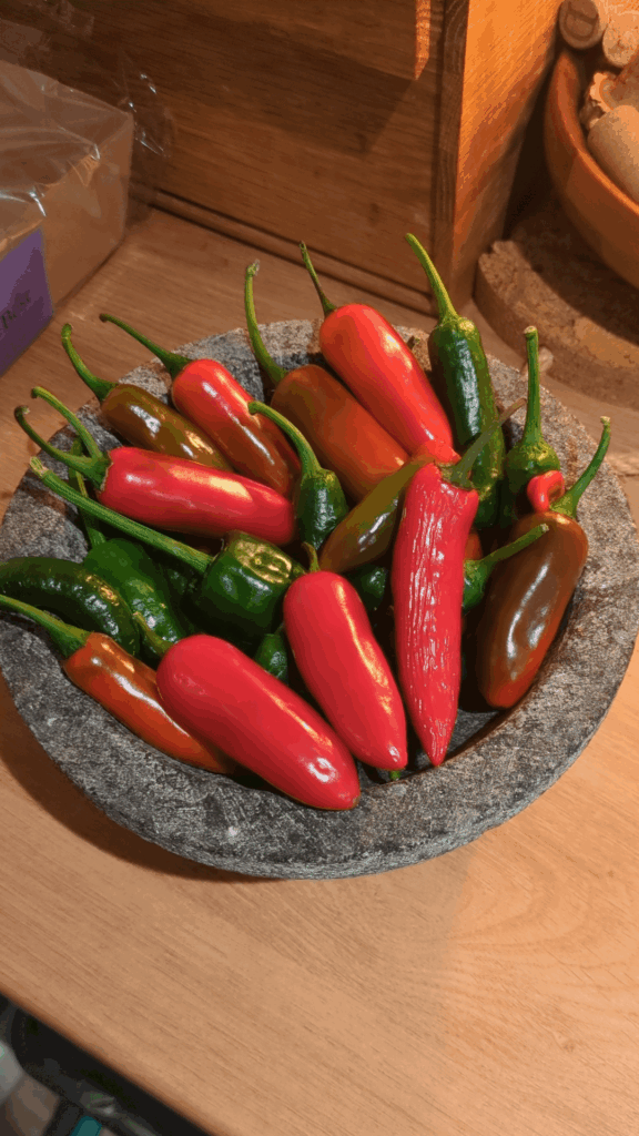 I am confused- I thought that chili's do not ripen once they have been picked, but my jalapenos have categorically gotten more red since I've picked them and brought them inside. What's going on?