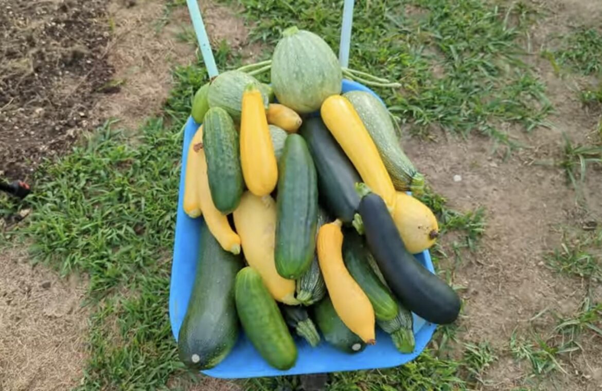 The Great Harvest 😀