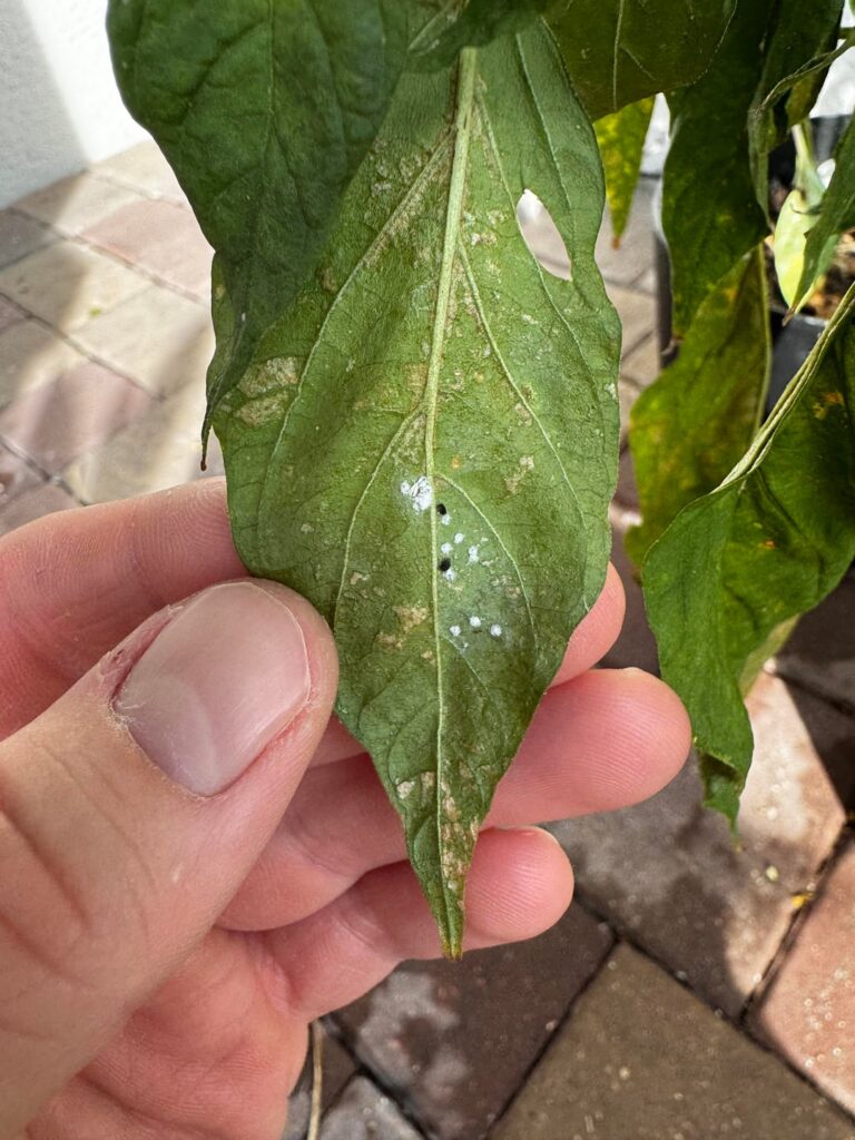 Can anyone please help me I.D. what is growing on the underside of my jalapeño and habanero leaves?