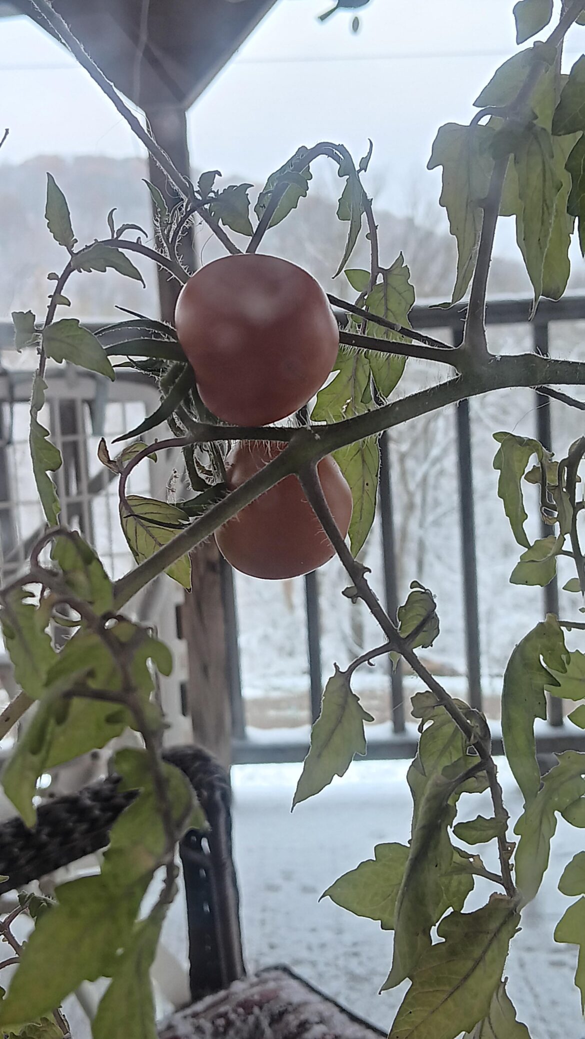 Snow tomatoes