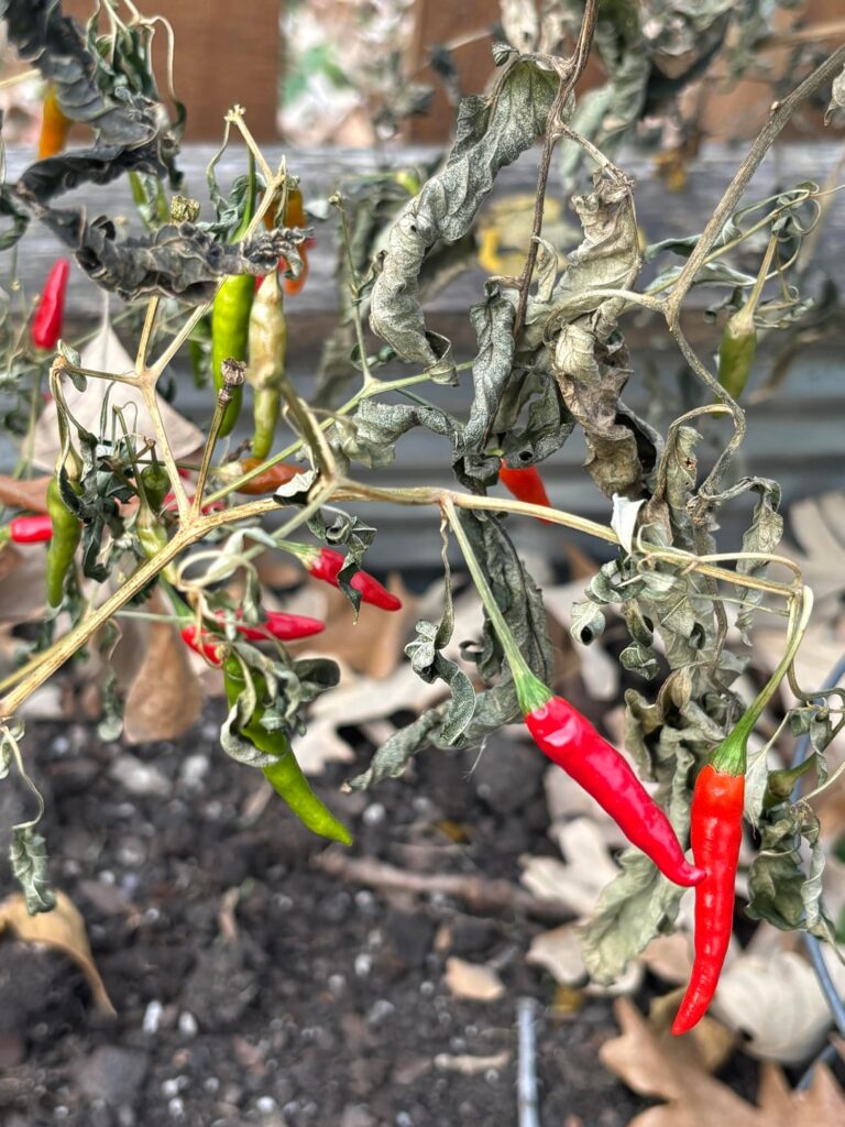 What’s growing outside my new house?