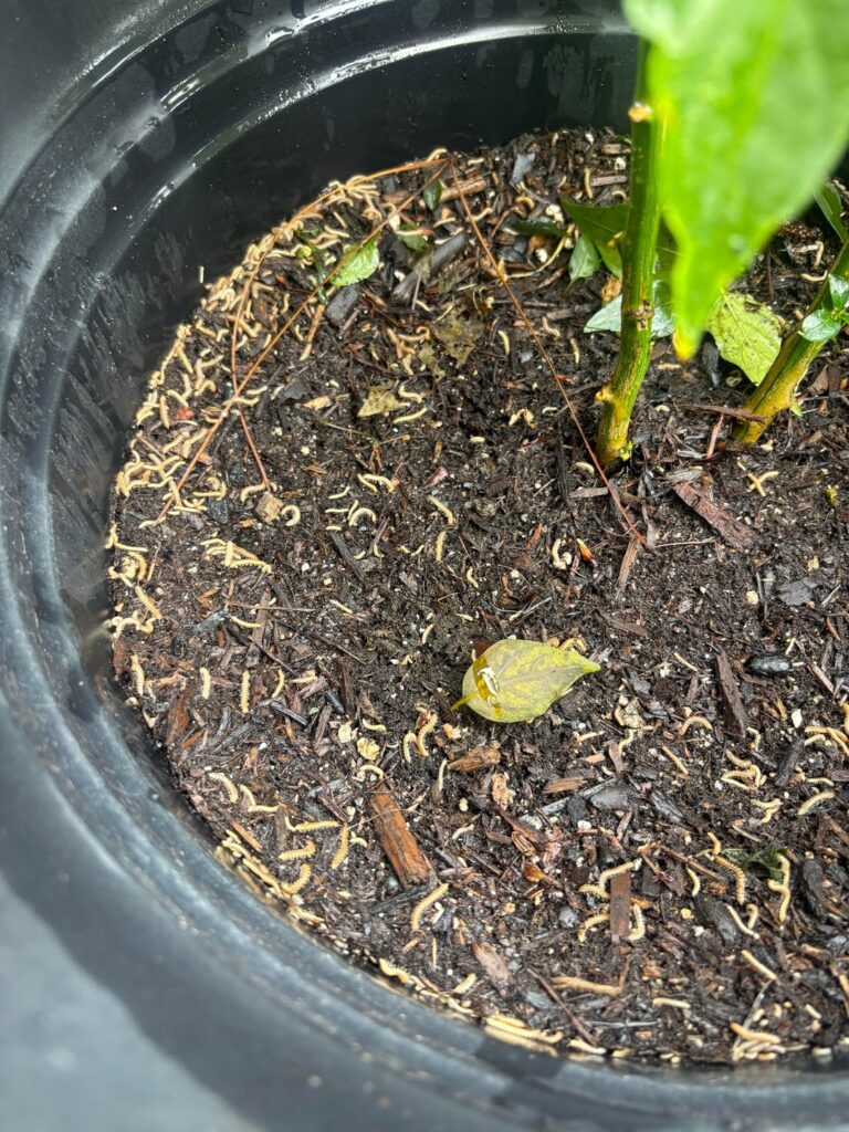What are these bugs in my Serrano plant? Are they harmful? What are these bugs in my Serrano plant? Are they harmful?