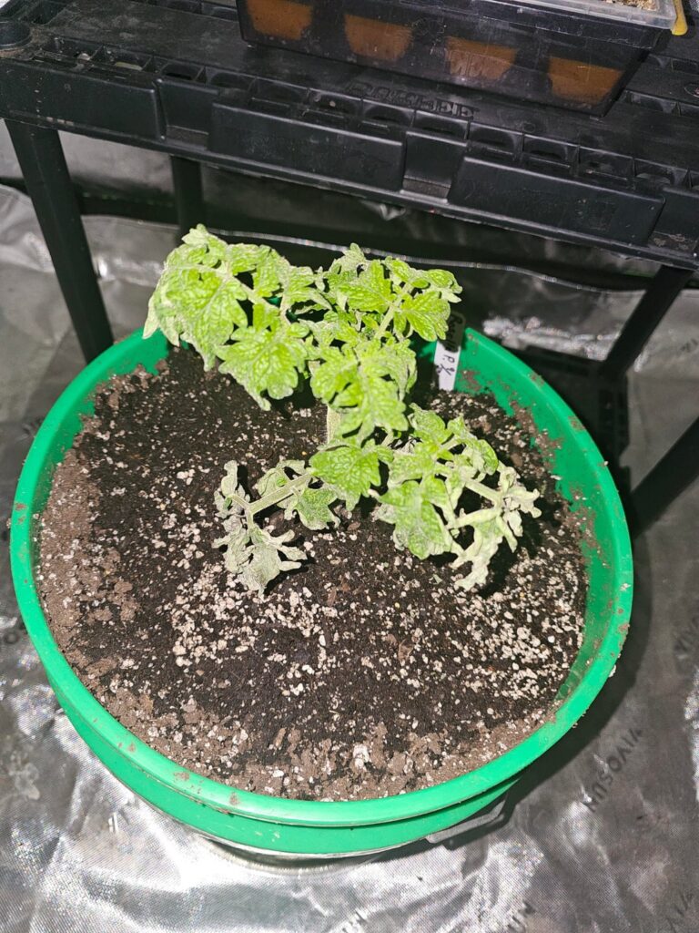 Anyone try their hand at growing indoors? Im struggling and need resources, I couldn't find and decent YouTube videos.