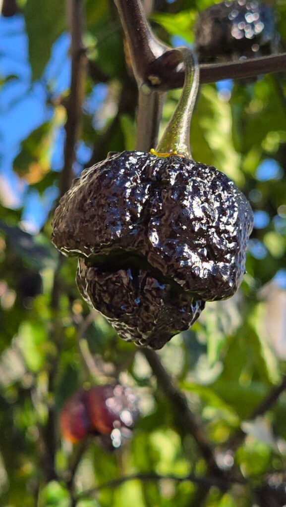 Still going strong in November 8b Tx