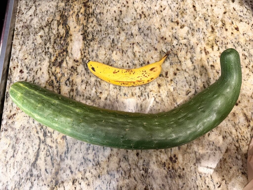 Was clearing out a bed for winter greens and found this giant cucumber!