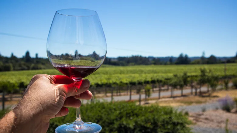 Glass of red wine in hand at Sonoma County vineyard