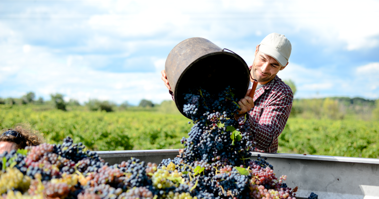 Uncorked: Wine country tries to recover from a rough patch | Columns Uncorked: Wine country tries to recover from a rough patch | Columns