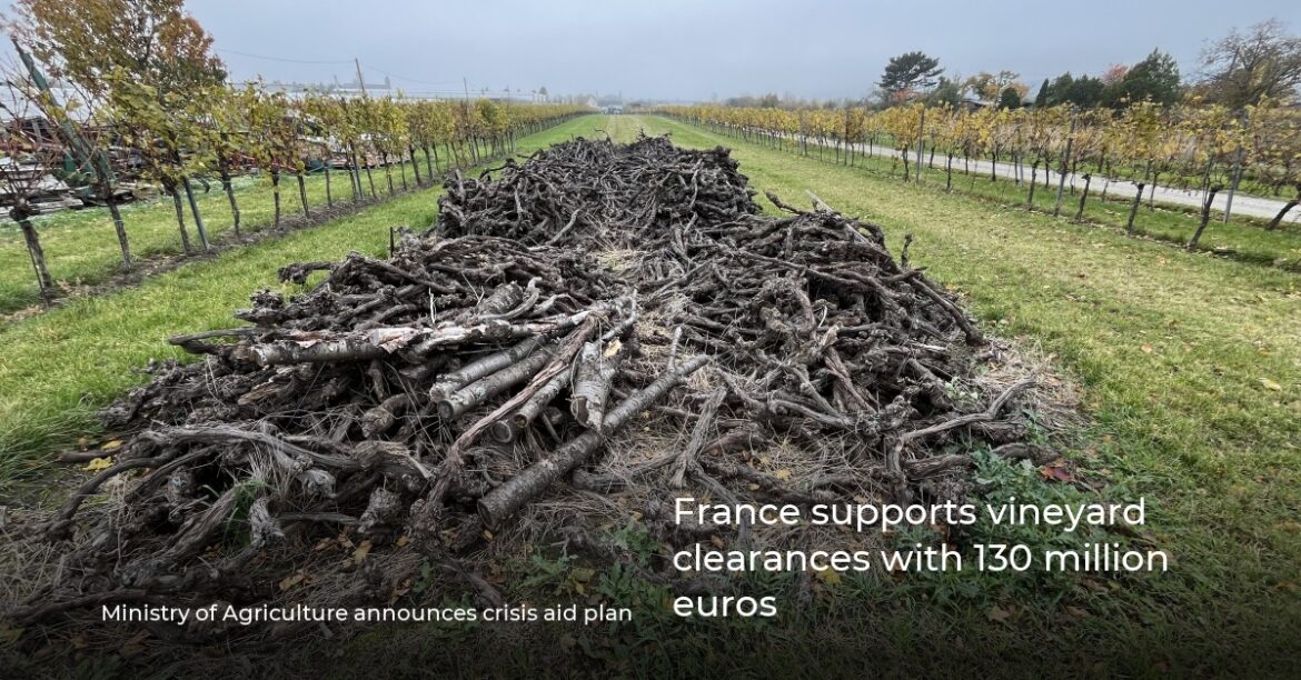 France supports vineyard clearances with 130 million euros France supports vineyard clearances with 130 million euros
