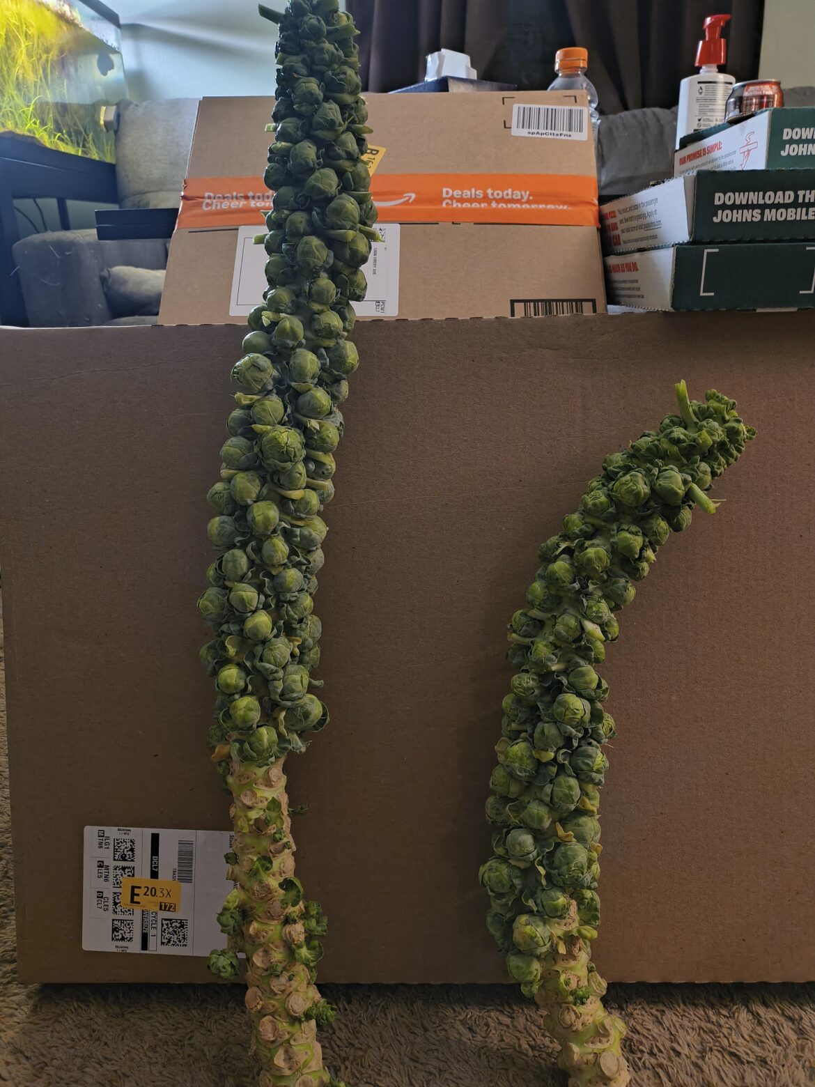 Last harvest of the year for me