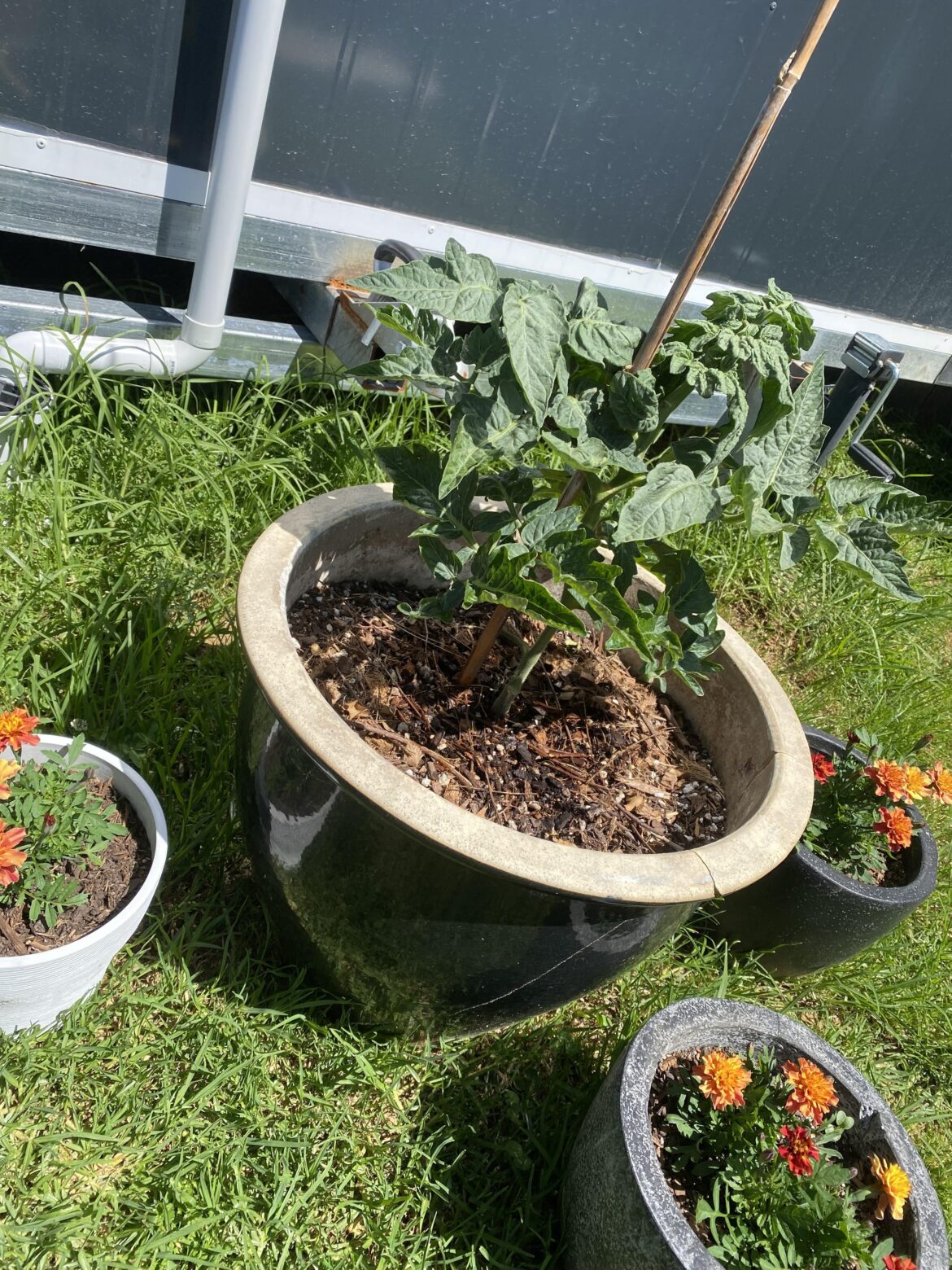 I broke off the top of my tomato plant π‘π‘π‘ I broke off the top of my tomato plant π‘π‘π‘