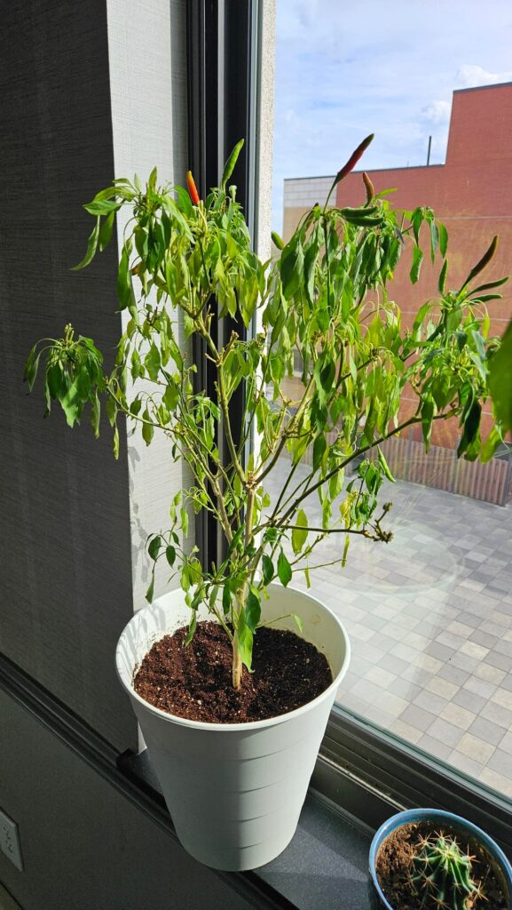 Pepper Experts - Need Help!
