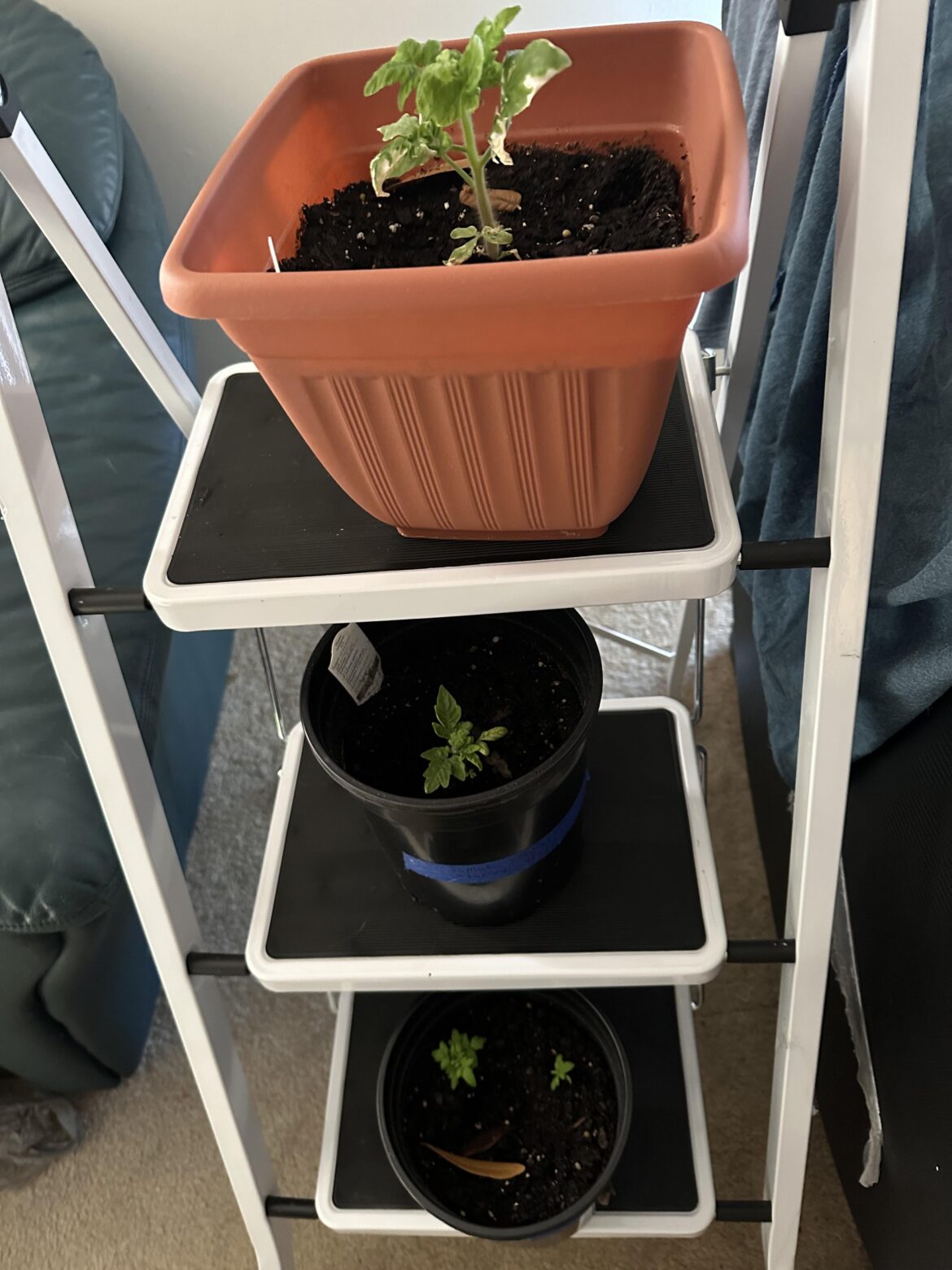 The various stages of my tomato seedlings ( 3 months to 1 month)