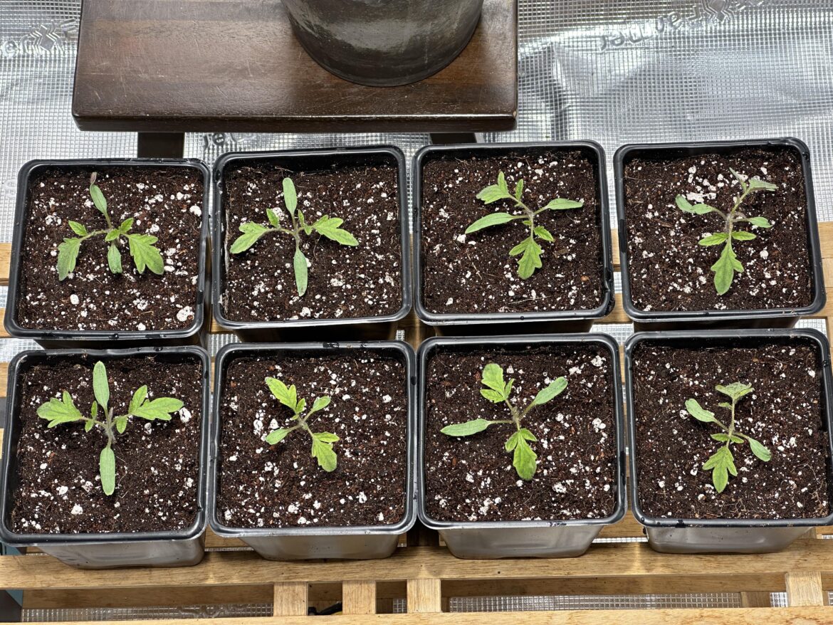 Realistically can I grow all 8 in a 4ft x 4ft grow tent?