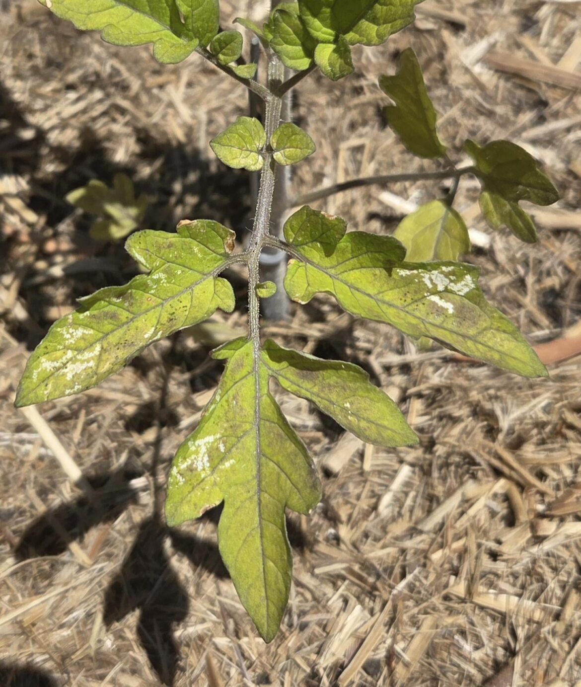 First planting of new bed First planting of new bed