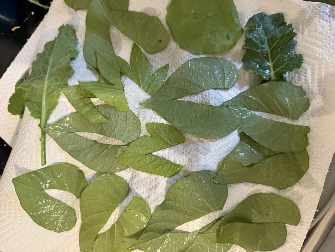 Season is closing up for sweet potato & hibiscus leaves