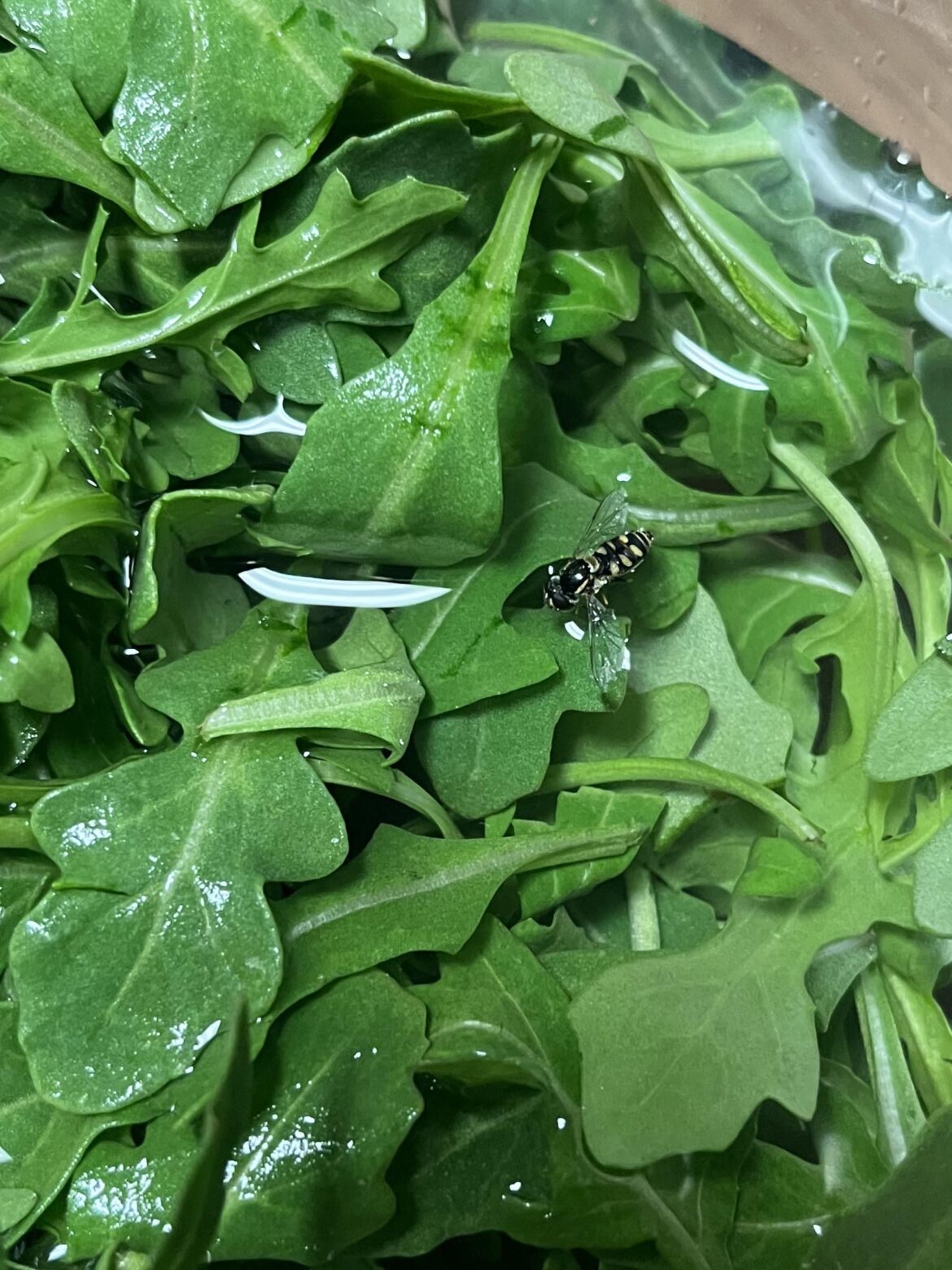 Your reminder to always wash all your veggies Your reminder to always wash all your veggies