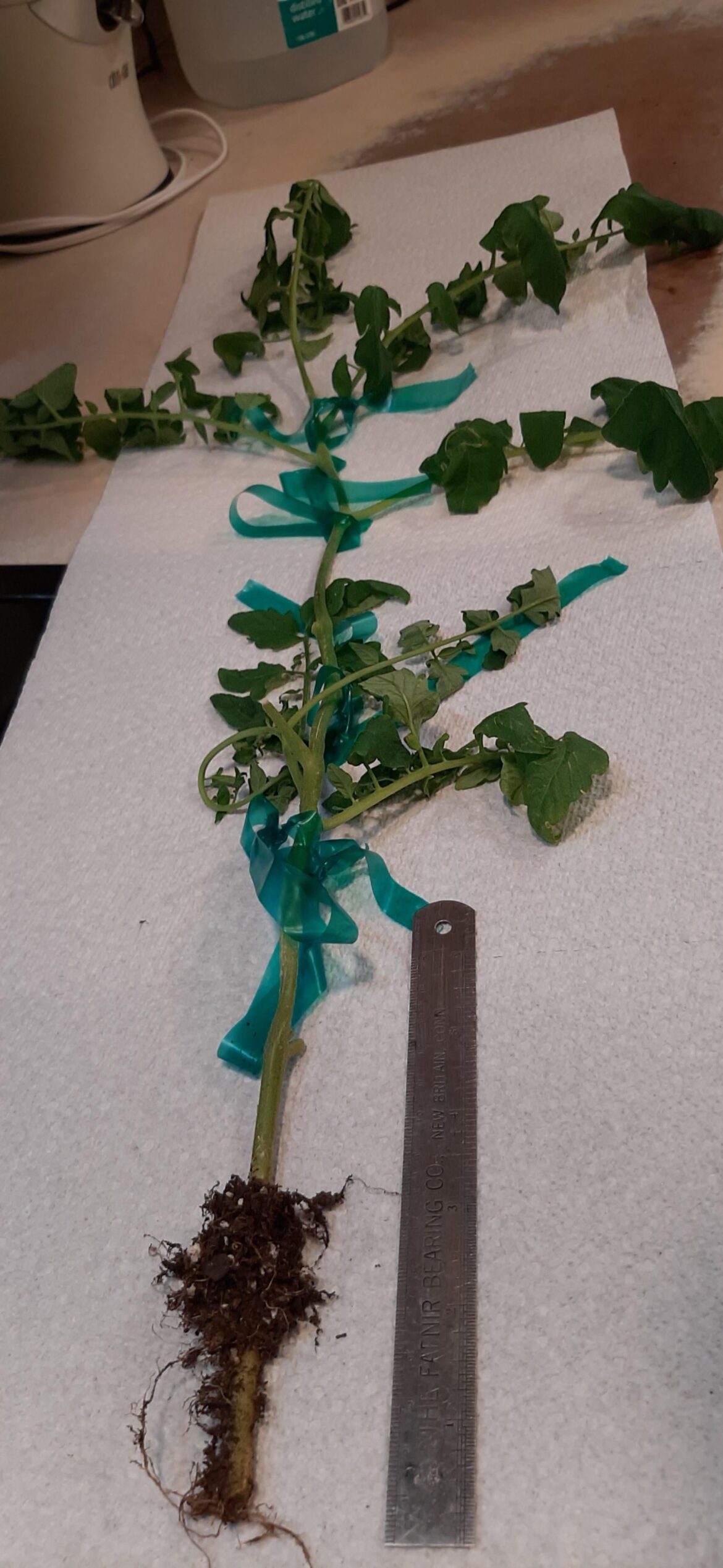 Sparse root system Sparse root system