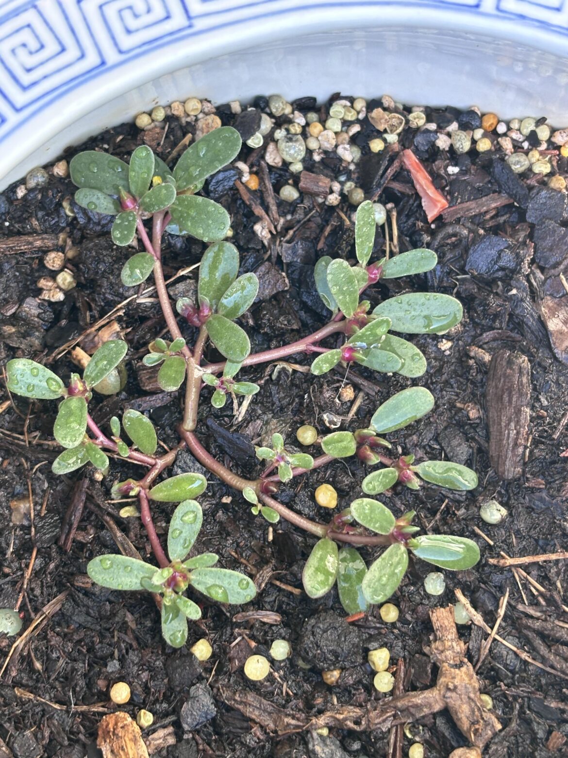 Anyone know what this is?