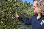 “This new oil is really precious and in Italy it, it's a very big deal and so people will travel to the mills to get all the ‘Olio Nuovo’ or the new oil,” said Paul Durant.