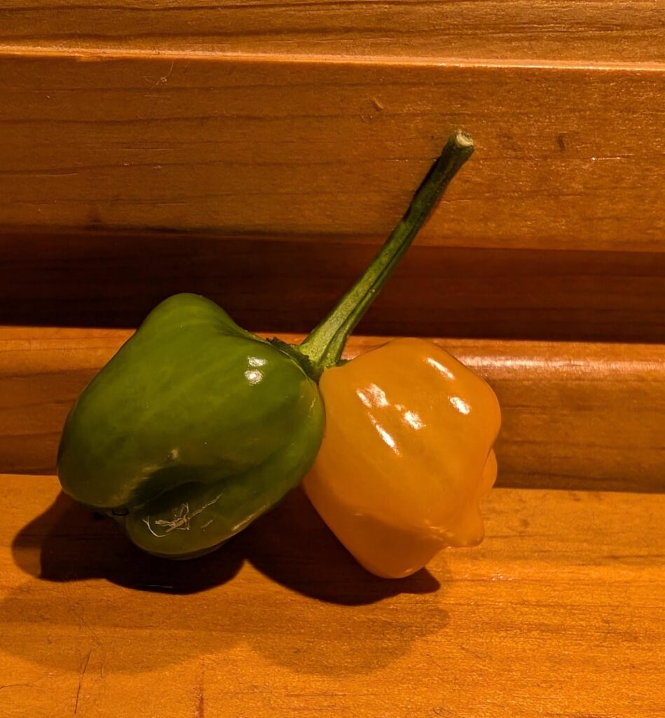 Habaneros will ripen on the windowsill