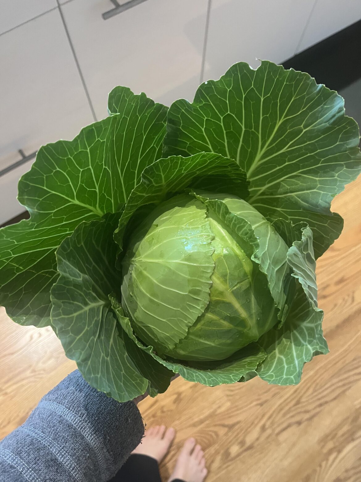 Fall brassicas are my new obsession