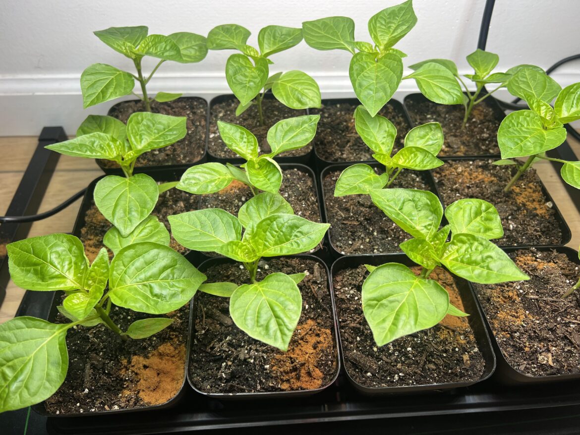 Indoor sugar rush lemons are coming along nicely