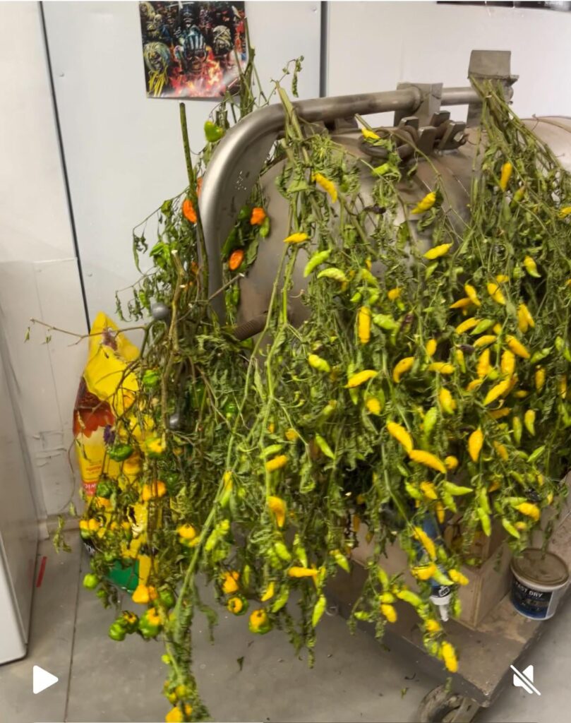 Hanging them allows the peppers to continue ripening, it works 👍