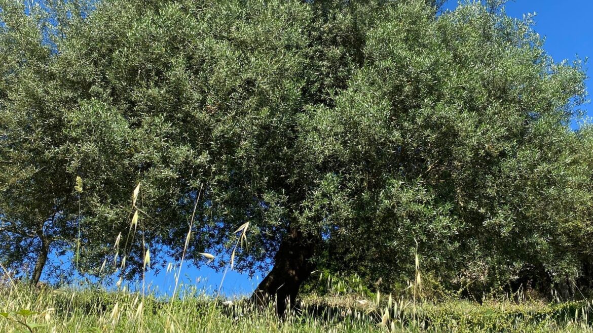 Discovery of New Olive Varieties in Italy Spurs App Development Olive Oil Times