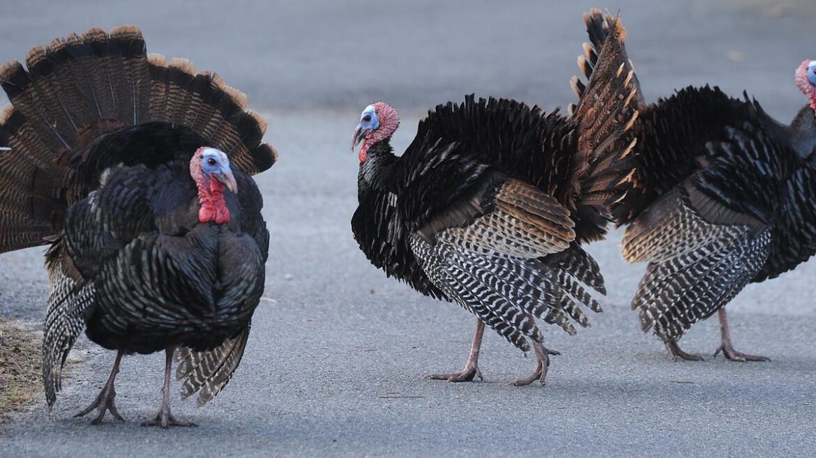 Is this Cape Cod's favorite Thanksgiving side dish? Bracket results.