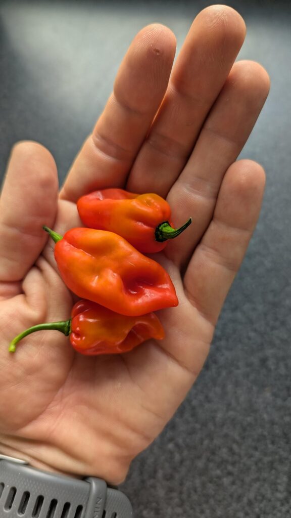 The Fiji Bongo - First Harvest