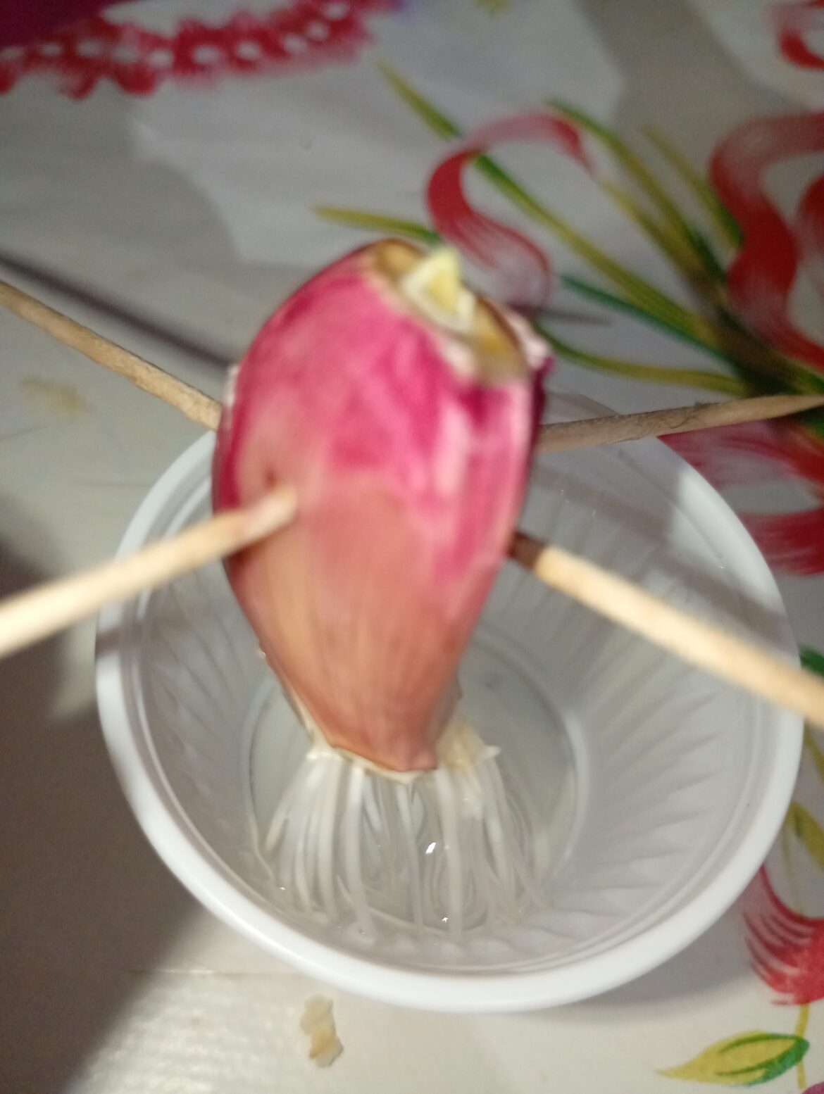 UPDATE:The garlic is starting to grown greens!