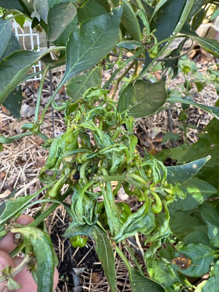 Why are two of my pepper plants doing this? Why are two of my pepper plants doing this?